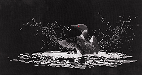 Cross Stitch COMMON LOON by Blaine Billman