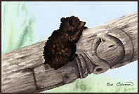 Cross Stitch BEAR CUB by Sue Coleman